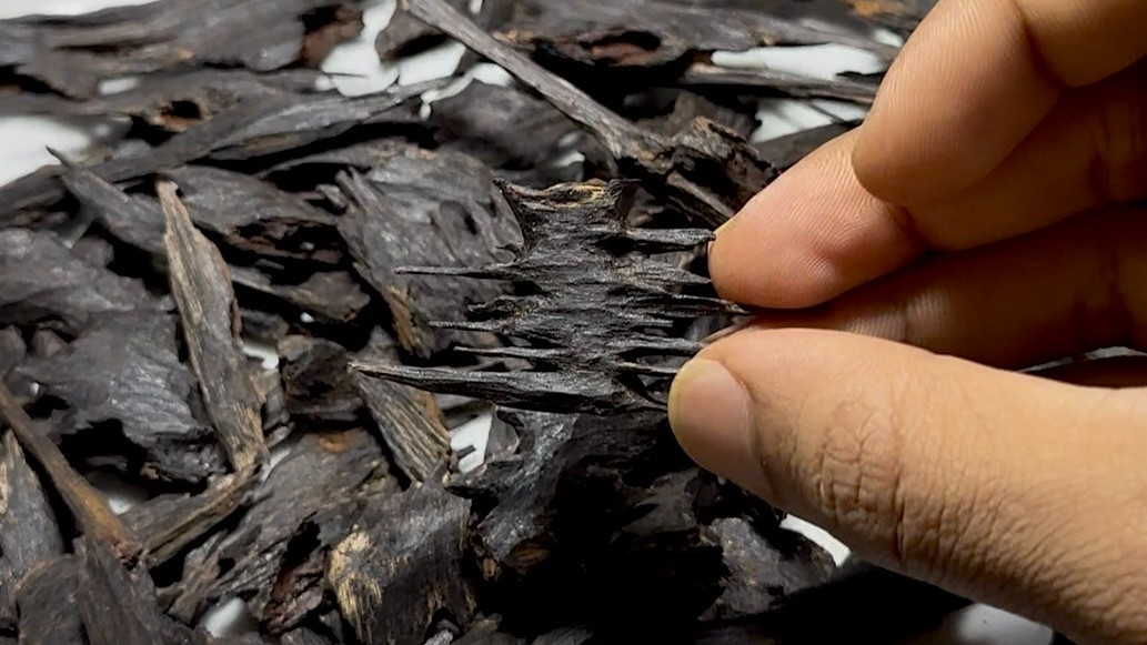Sylheti Agarwood Oud (Muri) Underwater Cultivated